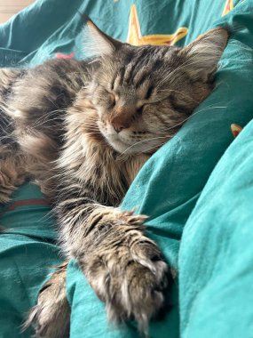 Maine Rakunu, Kediler, Büyük Kedi, Hayvan, Oyun, Dinlenme, Bakış, Kürk, Ağız, Kulak, Pençe, Arkadaş, Tüylü, Oyun, Evcil Hayvan, Yakışıklı, Güzel, Arkadaş, Gururlu, Uyku, Rüya, Kral, Canlı, Aşk, Mutluluk, Ukrayna, Ukrayna, Ukrayna