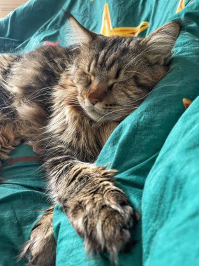 Maine Rakunu, Kediler, Büyük Kedi, Hayvan, Oyun, Dinlenme, Bakış, Kürk, Ağız, Kulak, Pençe, Arkadaş, Tüylü, Oyun, Evcil Hayvan, Yakışıklı, Güzel, Arkadaş, Gururlu, Uyku, Rüya, Kral, Canlı, Aşk, Mutluluk, Ukrayna, Ukrayna, Ukrayna