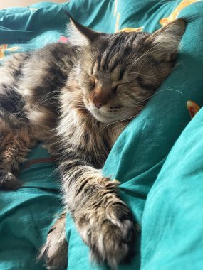 Maine Rakunu, Kediler, Büyük Kedi, Hayvan, Oyun, Dinlenme, Bakış, Kürk, Ağız, Kulak, Pençe, Arkadaş, Tüylü, Oyun, Evcil Hayvan, Yakışıklı, Güzel, Arkadaş, Gururlu, Uyku, Rüya, Kral, Canlı, Aşk, Mutluluk, Ukrayna, Ukrayna, Ukrayna