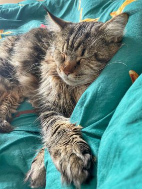 Maine Rakunu, Kediler, Büyük Kedi, Hayvan, Oyun, Dinlenme, Bakış, Kürk, Ağız, Kulak, Pençe, Arkadaş, Tüylü, Oyun, Evcil Hayvan, Yakışıklı, Güzel, Arkadaş, Gururlu, Uyku, Rüya, Kral, Canlı, Aşk, Mutluluk, Ukrayna, Ukrayna, Ukrayna