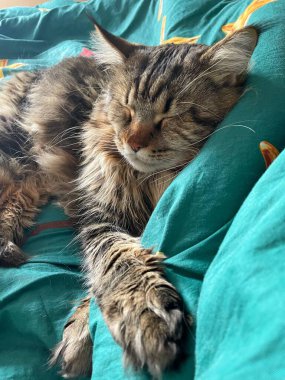 Maine Rakunu, Kediler, Büyük Kedi, Hayvan, Oyun, Dinlenme, Bakış, Kürk, Ağız, Kulak, Pençe, Arkadaş, Tüylü, Oyun, Evcil Hayvan, Yakışıklı, Güzel, Arkadaş, Gururlu, Uyku, Rüya, Kral, Canlı, Aşk, Mutluluk, Ukrayna, Ukrayna, Ukrayna