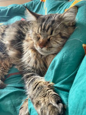 Maine Rakunu, Kediler, Büyük Kedi, Hayvan, Oyun, Dinlenme, Bakış, Kürk, Ağız, Kulak, Pençe, Arkadaş, Tüylü, Oyun, Evcil Hayvan, Yakışıklı, Güzel, Arkadaş, Gururlu, Uyku, Rüya, Kral, Canlı, Aşk, Mutluluk, Ukrayna, Ukrayna, Ukrayna