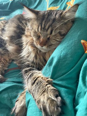 Maine Rakunu, Kediler, Büyük Kedi, Hayvan, Oyun, Dinlenme, Bakış, Kürk, Ağız, Kulak, Pençe, Arkadaş, Tüylü, Oyun, Evcil Hayvan, Yakışıklı, Güzel, Arkadaş, Gururlu, Uyku, Rüya, Kral, Canlı, Aşk, Mutluluk, Ukrayna, Ukrayna, Ukrayna