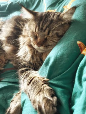 Maine Rakunu, Kediler, Büyük Kedi, Hayvan, Oyun, Dinlenme, Bakış, Kürk, Ağız, Kulak, Pençe, Arkadaş, Tüylü, Oyun, Evcil Hayvan, Yakışıklı, Güzel, Arkadaş, Gururlu, Uyku, Rüya, Kral, Canlı, Aşk, Mutluluk, Ukrayna, Ukrayna, Ukrayna