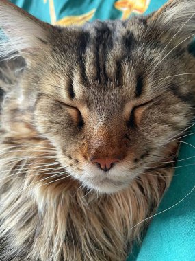 Maine Rakunu, Kediler, Büyük Kedi, Hayvan, Oyun, Dinlenme, Bakış, Kürk, Ağız, Kulak, Pençe, Arkadaş, Tüylü, Oyun, Evcil Hayvan, Yakışıklı, Güzel, Arkadaş, Gururlu, Uyku, Rüya, Kral, Canlı, Aşk, Mutluluk, Ukrayna, Ukrayna, Ukrayna