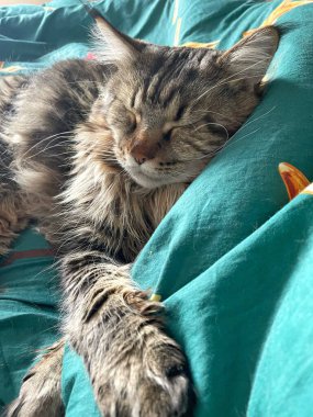 Maine Rakunu, Kediler, Büyük Kedi, Hayvan, Oyun, Dinlenme, Bakış, Kürk, Ağız, Kulak, Pençe, Arkadaş, Tüylü, Oyun, Evcil Hayvan, Yakışıklı, Güzel, Arkadaş, Gururlu, Uyku, Rüya, Kral, Canlı, Aşk, Mutluluk, Ukrayna, Ukrayna, Ukrayna