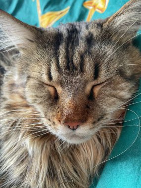 Maine Rakunu, Kediler, Büyük Kedi, Hayvan, Oyun, Dinlenme, Bakış, Kürk, Ağız, Kulak, Pençe, Arkadaş, Tüylü, Oyun, Evcil Hayvan, Yakışıklı, Güzel, Arkadaş, Gururlu, Uyku, Rüya, Kral, Canlı, Aşk, Mutluluk, Ukrayna, Ukrayna, Ukrayna