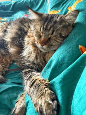 Maine Rakunu, Kediler, Büyük Kedi, Hayvan, Oyun, Dinlenme, Bakış, Kürk, Ağız, Kulak, Pençe, Arkadaş, Tüylü, Oyun, Evcil Hayvan, Yakışıklı, Güzel, Arkadaş, Gururlu, Uyku, Rüya, Kral, Canlı, Aşk, Mutluluk, Ukrayna, Ukrayna, Ukrayna