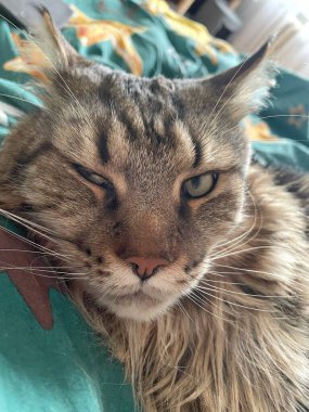 Maine Rakunu, Kediler, Büyük Kedi, Hayvan, Oyun, Dinlenme, Bakış, Kürk, Ağız, Kulak, Pençe, Arkadaş, Tüylü, Oyun, Evcil Hayvan, Yakışıklı, Güzel, Arkadaş, Gururlu, Uyku, Rüya, Kral, Canlı, Aşk, Mutluluk, Ukrayna, Ukrayna, Ukrayna