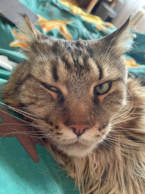 Maine Rakunu, Kediler, Büyük Kedi, Hayvan, Oyun, Dinlenme, Bakış, Kürk, Ağız, Kulak, Pençe, Arkadaş, Tüylü, Oyun, Evcil Hayvan, Yakışıklı, Güzel, Arkadaş, Gururlu, Uyku, Rüya, Kral, Canlı, Aşk, Mutluluk, Ukrayna, Ukrayna, Ukrayna