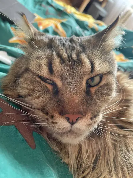 Maine Rakunu, Kediler, Büyük Kedi, Hayvan, Oyun, Dinlenme, Bakış, Kürk, Ağız, Kulak, Pençe, Arkadaş, Tüylü, Oyun, Evcil Hayvan, Yakışıklı, Güzel, Arkadaş, Gururlu, Uyku, Rüya, Kral, Canlı, Aşk, Mutluluk, Ukrayna, Ukrayna, Ukrayna