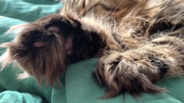 Maine Rakunu, Kediler, Büyük Kedi, Hayvan, Oyun, Dinlenme, Bakış, Kürk, Ağız, Kulak, Pençe, Arkadaş, Tüylü, Oyun, Evcil Hayvan, Yakışıklı, Güzel, Arkadaş, Gururlu, Uyku, Rüya, Kral, Canlı, Aşk, Mutluluk, Ukrayna, Ukrayna, Ukrayna