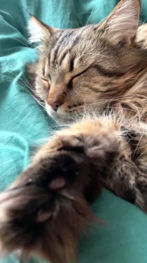 Maine Rakunu, Kediler, Büyük Kedi, Hayvan, Oyun, Dinlenme, Bakış, Kürk, Ağız, Kulak, Pençe, Arkadaş, Tüylü, Oyun, Evcil Hayvan, Yakışıklı, Güzel, Arkadaş, Gururlu, Uyku, Rüya, Kral, Canlı, Aşk, Mutluluk, Ukrayna, Ukrayna, Ukrayna