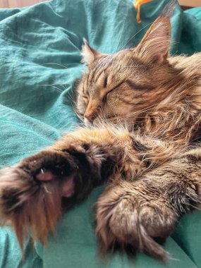 Maine Rakunu, Kediler, Büyük Kedi, Hayvan, Oyun, Dinlenme, Bakış, Kürk, Ağız, Kulak, Pençe, Arkadaş, Tüylü, Oyun, Evcil Hayvan, Yakışıklı, Güzel, Arkadaş, Gururlu, Uyku, Rüya, Kral, Canlı, Aşk, Mutluluk, Ukrayna, Ukrayna, Ukrayna