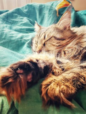 Maine Rakunu, Kediler, Büyük Kedi, Hayvan, Oyun, Dinlenme, Bakış, Kürk, Ağız, Kulak, Pençe, Arkadaş, Tüylü, Oyun, Evcil Hayvan, Yakışıklı, Güzel, Arkadaş, Gururlu, Uyku, Rüya, Kral, Canlı, Aşk, Mutluluk, Ukrayna, Ukrayna, Ukrayna