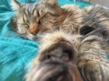 Maine Rakunu, Kediler, Büyük Kedi, Hayvan, Oyun, Dinlenme, Bakış, Kürk, Ağız, Kulak, Pençe, Arkadaş, Tüylü, Oyun, Evcil Hayvan, Yakışıklı, Güzel, Arkadaş, Gururlu, Uyku, Rüya, Kral, Canlı, Aşk, Mutluluk, Ukrayna, Ukrayna, Ukrayna