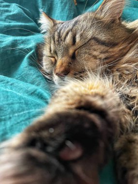 Maine Rakunu, Kediler, Büyük Kedi, Hayvan, Oyun, Dinlenme, Bakış, Kürk, Ağız, Kulak, Pençe, Arkadaş, Tüylü, Oyun, Evcil Hayvan, Yakışıklı, Güzel, Arkadaş, Gururlu, Uyku, Rüya, Kral, Canlı, Aşk, Mutluluk, Ukrayna, Ukrayna, Ukrayna