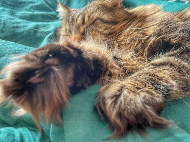 Maine Rakunu, Kediler, Büyük Kedi, Hayvan, Oyun, Dinlenme, Bakış, Kürk, Ağız, Kulak, Pençe, Arkadaş, Tüylü, Oyun, Evcil Hayvan, Yakışıklı, Güzel, Arkadaş, Gururlu, Uyku, Rüya, Kral, Canlı, Aşk, Mutluluk, Ukrayna, Ukrayna, Ukrayna