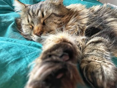 Maine Rakunu, Kediler, Büyük Kedi, Hayvan, Oyun, Dinlenme, Bakış, Kürk, Ağız, Kulak, Pençe, Arkadaş, Tüylü, Oyun, Evcil Hayvan, Yakışıklı, Güzel, Arkadaş, Gururlu, Uyku, Rüya, Kral, Canlı, Aşk, Mutluluk, Ukrayna, Ukrayna, Ukrayna