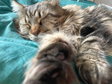 Maine Rakunu, Kediler, Büyük Kedi, Hayvan, Oyun, Dinlenme, Bakış, Kürk, Ağız, Kulak, Pençe, Arkadaş, Tüylü, Oyun, Evcil Hayvan, Yakışıklı, Güzel, Arkadaş, Gururlu, Uyku, Rüya, Kral, Canlı, Aşk, Mutluluk, Ukrayna, Ukrayna, Ukrayna