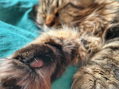 Maine Rakunu, Kediler, Büyük Kedi, Hayvan, Oyun, Dinlenme, Bakış, Kürk, Ağız, Kulak, Pençe, Arkadaş, Tüylü, Oyun, Evcil Hayvan, Yakışıklı, Güzel, Arkadaş, Gururlu, Uyku, Rüya, Kral, Canlı, Aşk, Mutluluk, Ukrayna, Ukrayna, Ukrayna