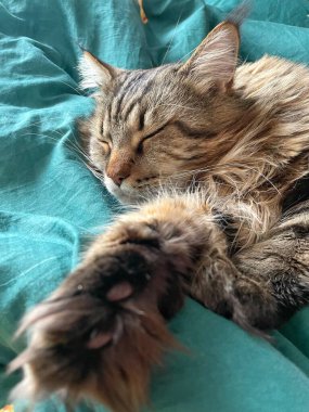 Maine Rakunu, Kediler, Büyük Kedi, Hayvan, Oyun, Dinlenme, Bakış, Kürk, Ağız, Kulak, Pençe, Arkadaş, Tüylü, Oyun, Evcil Hayvan, Yakışıklı, Güzel, Arkadaş, Gururlu, Uyku, Rüya, Kral, Canlı, Aşk, Mutluluk, Ukrayna, Ukrayna, Ukrayna