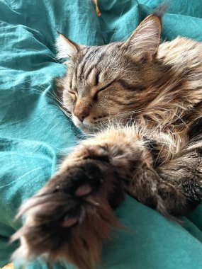 Maine Rakunu, Kediler, Büyük Kedi, Hayvan, Oyun, Dinlenme, Bakış, Kürk, Ağız, Kulak, Pençe, Arkadaş, Tüylü, Oyun, Evcil Hayvan, Yakışıklı, Güzel, Arkadaş, Gururlu, Uyku, Rüya, Kral, Canlı, Aşk, Mutluluk, Ukrayna, Ukrayna, Ukrayna