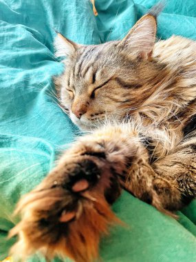 Maine Rakunu, Kediler, Büyük Kedi, Hayvan, Oyun, Dinlenme, Bakış, Kürk, Ağız, Kulak, Pençe, Arkadaş, Tüylü, Oyun, Evcil Hayvan, Yakışıklı, Güzel, Arkadaş, Gururlu, Uyku, Rüya, Kral, Canlı, Aşk, Mutluluk, Ukrayna, Ukrayna, Ukrayna