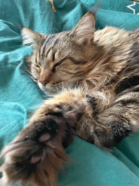 Maine Rakunu, Kediler, Büyük Kedi, Hayvan, Oyun, Dinlenme, Bakış, Kürk, Ağız, Kulak, Pençe, Arkadaş, Tüylü, Oyun, Evcil Hayvan, Yakışıklı, Güzel, Arkadaş, Gururlu, Uyku, Rüya, Kral, Canlı, Aşk, Mutluluk, Ukrayna, Ukrayna, Ukrayna