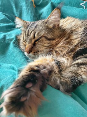 Maine Rakunu, Kediler, Büyük Kedi, Hayvan, Oyun, Dinlenme, Bakış, Kürk, Ağız, Kulak, Pençe, Arkadaş, Tüylü, Oyun, Evcil Hayvan, Yakışıklı, Güzel, Arkadaş, Gururlu, Uyku, Rüya, Kral, Canlı, Aşk, Mutluluk, Ukrayna, Ukrayna, Ukrayna