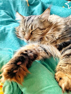 Maine Rakunu, Kediler, Büyük Kedi, Hayvan, Oyun, Dinlenme, Bakış, Kürk, Ağız, Kulak, Pençe, Arkadaş, Tüylü, Oyun, Evcil Hayvan, Yakışıklı, Güzel, Arkadaş, Gururlu, Uyku, Rüya, Kral, Canlı, Aşk, Mutluluk, Ukrayna, Ukrayna, Ukrayna