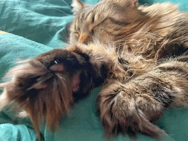 Maine Rakunu, Kediler, Büyük Kedi, Hayvan, Oyun, Dinlenme, Bakış, Kürk, Ağız, Kulak, Pençe, Arkadaş, Tüylü, Oyun, Evcil Hayvan, Yakışıklı, Güzel, Arkadaş, Gururlu, Uyku, Rüya, Kral, Canlı, Aşk, Mutluluk, Ukrayna, Ukrayna, Ukrayna