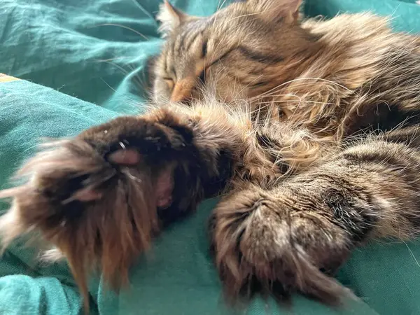 Maine Rakunu, Kediler, Büyük Kedi, Hayvan, Oyun, Dinlenme, Bakış, Kürk, Ağız, Kulak, Pençe, Arkadaş, Tüylü, Oyun, Evcil Hayvan, Yakışıklı, Güzel, Arkadaş, Gururlu, Uyku, Rüya, Kral, Canlı, Aşk, Mutluluk, Ukrayna, Ukrayna, Ukrayna