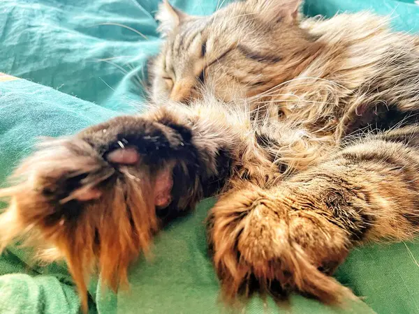 Maine Rakunu, Kediler, Büyük Kedi, Hayvan, Oyun, Dinlenme, Bakış, Kürk, Ağız, Kulak, Pençe, Arkadaş, Tüylü, Oyun, Evcil Hayvan, Yakışıklı, Güzel, Arkadaş, Gururlu, Uyku, Rüya, Kral, Canlı, Aşk, Mutluluk, Ukrayna, Ukrayna, Ukrayna