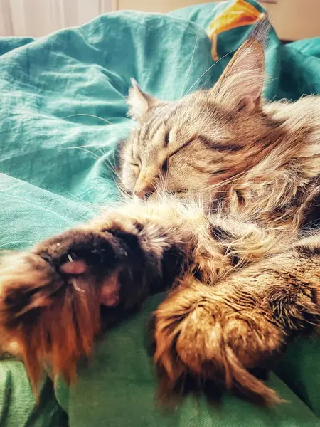 Maine Rakunu, Kediler, Büyük Kedi, Hayvan, Oyun, Dinlenme, Bakış, Kürk, Ağız, Kulak, Pençe, Arkadaş, Tüylü, Oyun, Evcil Hayvan, Yakışıklı, Güzel, Arkadaş, Gururlu, Uyku, Rüya, Kral, Canlı, Aşk, Mutluluk, Ukrayna, Ukrayna, Ukrayna