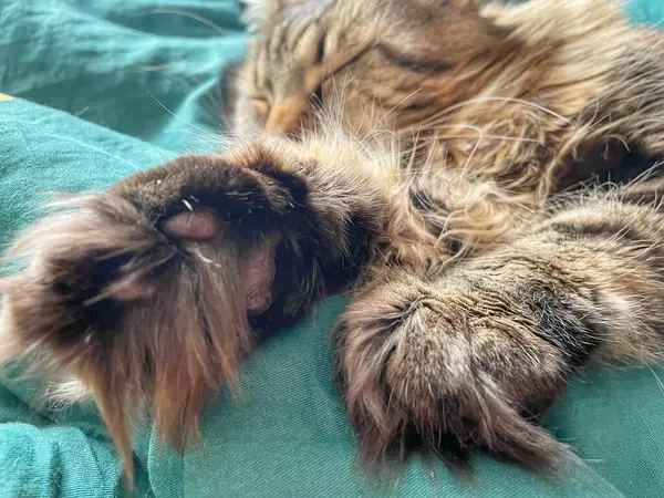 Maine Rakunu, Kediler, Büyük Kedi, Hayvan, Oyun, Dinlenme, Bakış, Kürk, Ağız, Kulak, Pençe, Arkadaş, Tüylü, Oyun, Evcil Hayvan, Yakışıklı, Güzel, Arkadaş, Gururlu, Uyku, Rüya, Kral, Canlı, Aşk, Mutluluk, Ukrayna, Ukrayna, Ukrayna