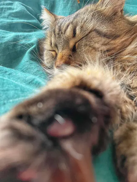 Maine Rakunu, Kediler, Büyük Kedi, Hayvan, Oyun, Dinlenme, Bakış, Kürk, Ağız, Kulak, Pençe, Arkadaş, Tüylü, Oyun, Evcil Hayvan, Yakışıklı, Güzel, Arkadaş, Gururlu, Uyku, Rüya, Kral, Canlı, Aşk, Mutluluk, Ukrayna, Ukrayna, Ukrayna