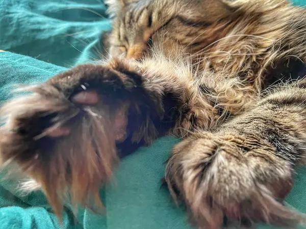 Maine Rakunu, Kediler, Büyük Kedi, Hayvan, Oyun, Dinlenme, Bakış, Kürk, Ağız, Kulak, Pençe, Arkadaş, Tüylü, Oyun, Evcil Hayvan, Yakışıklı, Güzel, Arkadaş, Gururlu, Uyku, Rüya, Kral, Canlı, Aşk, Mutluluk, Ukrayna, Ukrayna, Ukrayna