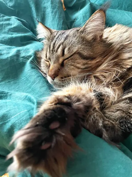 Maine Rakunu, Kediler, Büyük Kedi, Hayvan, Oyun, Dinlenme, Bakış, Kürk, Ağız, Kulak, Pençe, Arkadaş, Tüylü, Oyun, Evcil Hayvan, Yakışıklı, Güzel, Arkadaş, Gururlu, Uyku, Rüya, Kral, Canlı, Aşk, Mutluluk, Ukrayna, Ukrayna, Ukrayna