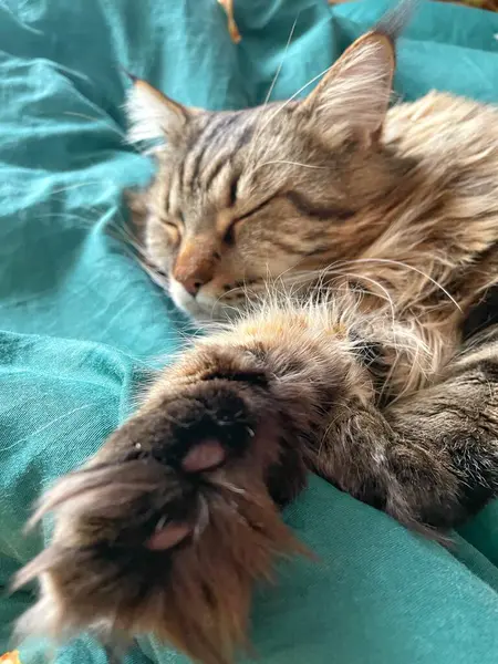 Maine Rakunu, Kediler, Büyük Kedi, Hayvan, Oyun, Dinlenme, Bakış, Kürk, Ağız, Kulak, Pençe, Arkadaş, Tüylü, Oyun, Evcil Hayvan, Yakışıklı, Güzel, Arkadaş, Gururlu, Uyku, Rüya, Kral, Canlı, Aşk, Mutluluk, Ukrayna, Ukrayna, Ukrayna