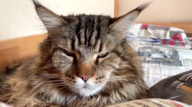 Maine Rakunu, Kediler, Büyük Kedi, Hayvan, Oyun, Dinlenme, Bakış, Kürk, Ağız, Kulak, Pençe, Arkadaş, Tüylü, Oyun, Evcil Hayvan, Yakışıklı, Güzel, Arkadaş, Gururlu, Uyku, Rüya, Kral, Canlı, Aşk, Mutluluk, Ukrayna, Ukrayna, Ukrayna