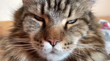 Maine Rakunu, Kediler, Büyük Kedi, Hayvan, Oyun, Dinlenme, Bakış, Kürk, Ağız, Kulak, Pençe, Arkadaş, Tüylü, Oyun, Evcil Hayvan, Yakışıklı, Güzel, Arkadaş, Gururlu, Uyku, Rüya, Kral, Canlı, Aşk, Mutluluk, Ukrayna, Ukrayna, Ukrayna