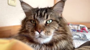 Maine Rakunu, Kediler, Büyük Kedi, Hayvan, Oyun, Dinlenme, Bakış, Kürk, Ağız, Kulak, Pençe, Arkadaş, Tüylü, Oyun, Evcil Hayvan, Yakışıklı, Güzel, Arkadaş, Gururlu, Uyku, Rüya, Kral, Canlı, Aşk, Mutluluk, Ukrayna, Ukrayna, Ukrayna