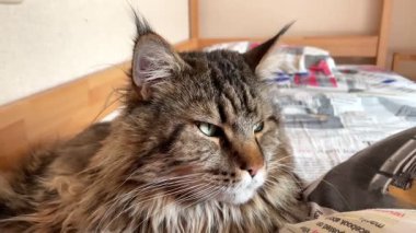 Maine Rakunu, Kediler, Büyük Kedi, Hayvan, Oyun, Dinlenme, Bakış, Kürk, Ağız, Kulak, Pençe, Arkadaş, Tüylü, Oyun, Evcil Hayvan, Yakışıklı, Güzel, Arkadaş, Gururlu, Uyku, Rüya, Kral, Canlı, Aşk, Mutluluk, Ukrayna, Ukrayna, Ukrayna