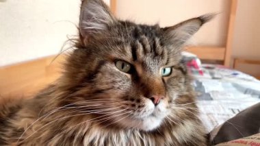 Maine Rakunu, Kediler, Büyük Kedi, Hayvan, Oyun, Dinlenme, Bakış, Kürk, Ağız, Kulak, Pençe, Arkadaş, Tüylü, Oyun, Evcil Hayvan, Yakışıklı, Güzel, Arkadaş, Gururlu, Uyku, Rüya, Kral, Canlı, Aşk, Mutluluk, Ukrayna, Ukrayna, Ukrayna