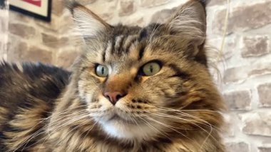 Maine Rakunu, Kediler, Büyük Kedi, Hayvan, Oyun, Dinlenme, Bakış, Kürk, Ağız, Kulak, Pençe, Arkadaş, Arkadaş, Tüylü, Oyun, Oyun, Evcil Hayvan, Yakışıklı, Güzel, Gururlu, Uyku, Rüya, Kral, Canlı, Aşk, Ukrayna, Ukrayna, Ukrayna