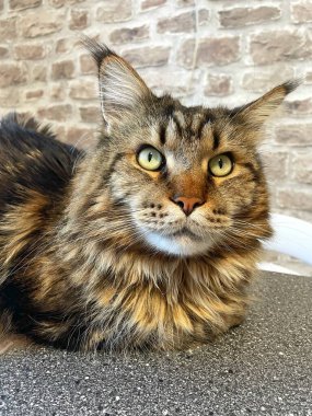 Maine Rakunu, Kediler, Büyük Kedi, Hayvan, Oyun, Dinlenme, Bakış, Kürk, Ağız, Kulak, Pençe, Arkadaş, Arkadaş, Tüylü, Oyun, Oyun, Evcil Hayvan, Yakışıklı, Güzel, Gururlu, Uyku, Rüya, Kral, Canlı, Aşk, Ukrayna, Ukrayna, Ukrayna