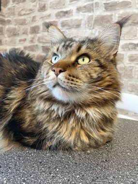 Maine Rakunu, Kediler, Büyük Kedi, Hayvan, Oyun, Dinlenme, Bakış, Kürk, Ağız, Kulak, Pençe, Arkadaş, Arkadaş, Tüylü, Oyun, Oyun, Evcil Hayvan, Yakışıklı, Güzel, Gururlu, Uyku, Rüya, Kral, Canlı, Aşk, Ukrayna, Ukrayna, Ukrayna