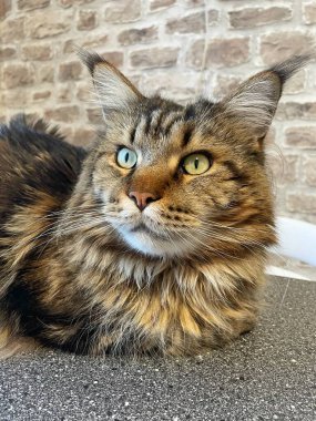 Maine Rakunu, Kediler, Büyük Kedi, Hayvan, Oyun, Dinlenme, Bakış, Kürk, Ağız, Kulak, Pençe, Arkadaş, Arkadaş, Tüylü, Oyun, Oyun, Evcil Hayvan, Yakışıklı, Güzel, Gururlu, Uyku, Rüya, Kral, Canlı, Aşk, Ukrayna, Ukrayna, Ukrayna