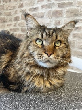 Maine Rakunu, Kediler, Büyük Kedi, Hayvan, Oyun, Dinlenme, Bakış, Kürk, Ağız, Kulak, Pençe, Arkadaş, Arkadaş, Tüylü, Oyun, Oyun, Evcil Hayvan, Yakışıklı, Güzel, Gururlu, Uyku, Rüya, Kral, Canlı, Aşk, Ukrayna, Ukrayna, Ukrayna